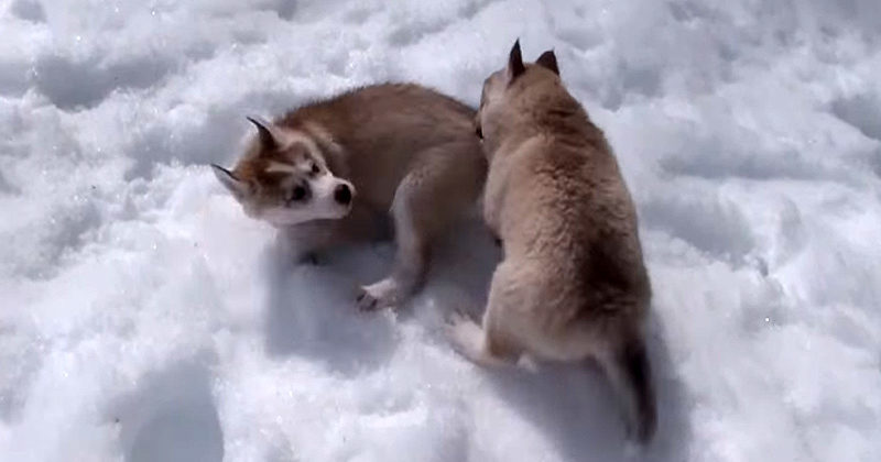 See That Husky Puppy? She Doesn’t Know What Snow Is, But She’s About To